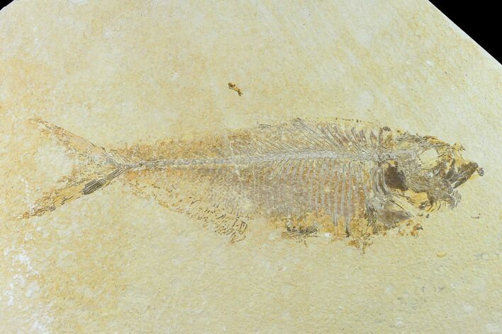 Bargain Fossil Fish (Diplomystus) - Green River Formation #131135